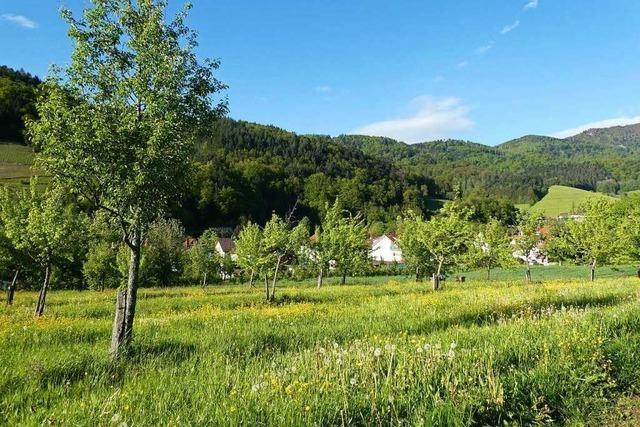 Studierende der Uni Freiburg erforschen den Lebensraum Streuobstwiese