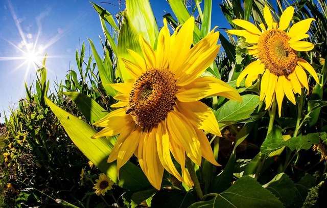 Das Symbol der Grnen: Die Sonnenblume (Symbolfoto).  | Foto: Christoph Schmidt