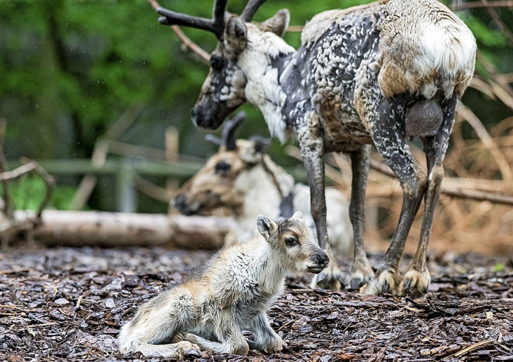 Die Rentiere im Basler Zolli haben Nachwuchs.  | Foto: Zoo Basel (Torben Weber)