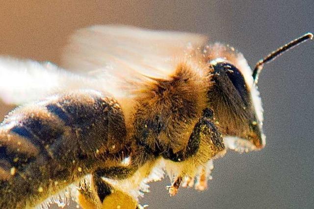 4 Dinge, die Hobbygärtner gegen das Insektensterben tun können