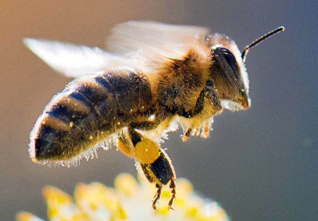 Biene im Anflug: Mit unseren Tipps fühlt sie sich auch in Ihrem Garten wohl.  | Foto: Boris Roessler