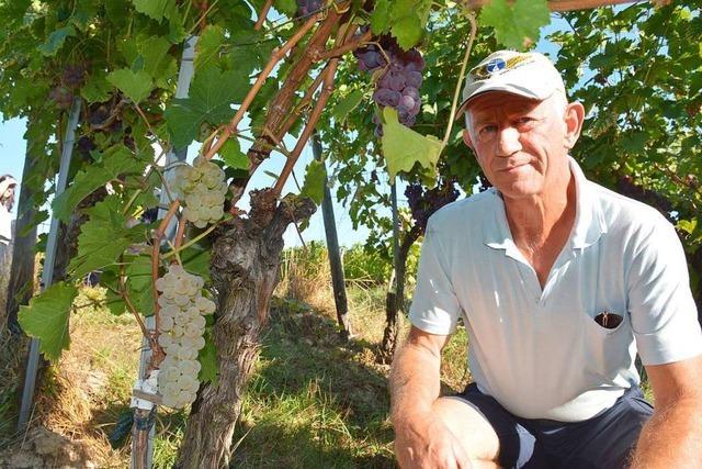 Warum ein Markgrfler in Bordeaux Winzern erklrt, wie sie ihre Reben veredeln knnnen