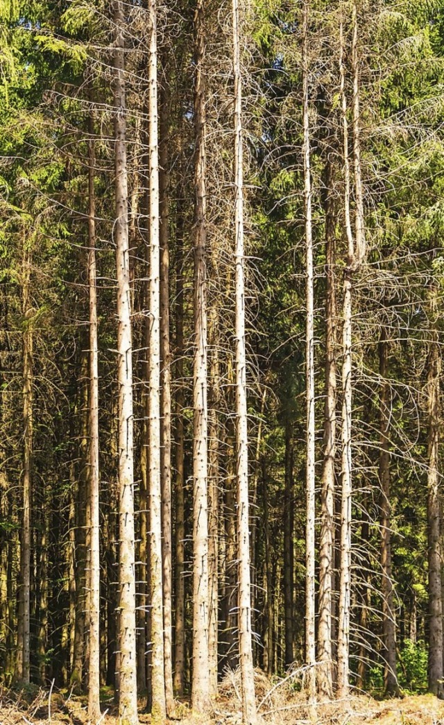 Vernichtet der Borkenkfer den Wald? A... im Nabu-Zentrum am Naturena Badesee.   | Foto: Wilfried Dieckmann