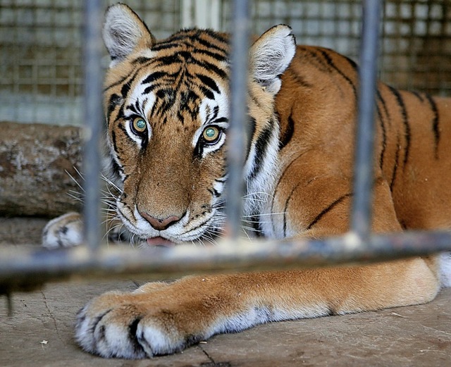 Ein Zirkustiger in seinem Kfig  | Foto: A2411 Norbert Frsterling