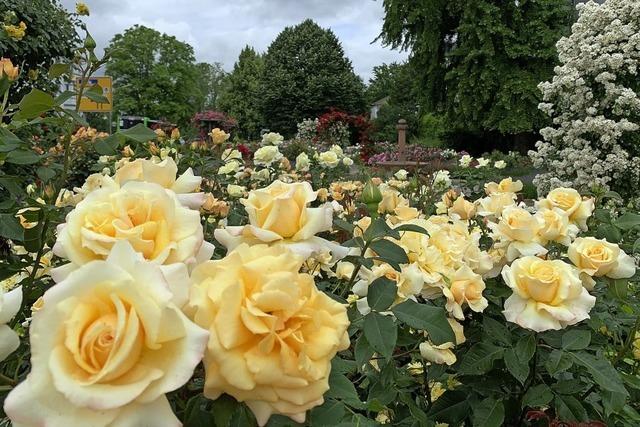 Rosengarten in herrlicher Bltenpracht