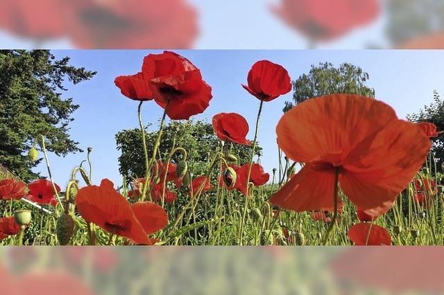 Blumen mit Signalwirkung