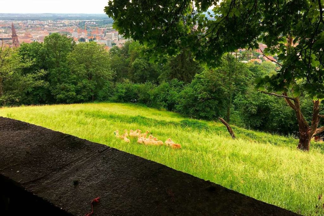 Finde die vierbeinigen Landschaftspfle...us gesehen, im Hintergrund das Münster  | Foto: Simone Höhl