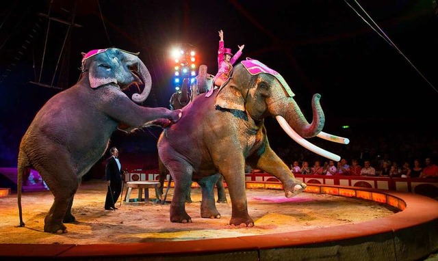 Zwei Elefanten fhren in einer Zirkusm...ke vor. Tierschtzer kritisieren das.   | Foto: Patrick Pleul