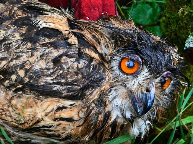 Der verletzte und verngstigte Uhu.  | Foto: Wolfgang Hoffmann