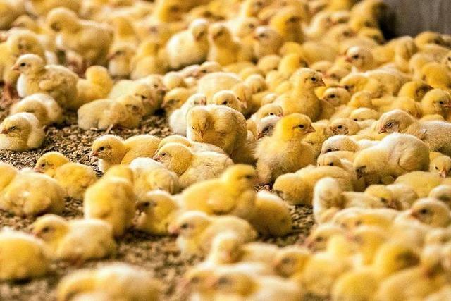 Tierschutz wird in Berlin den Agrarinteressen untergeordnet