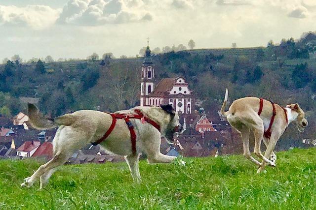 Schnell, schnell nach Ettenheim?!