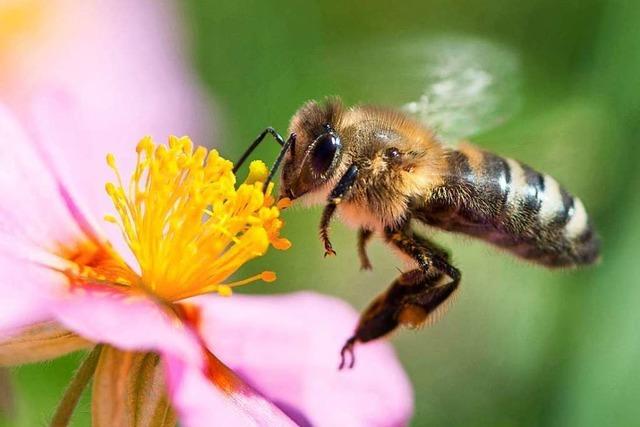Warum ein Imker aus Grenzach-Wyhlen künftig Bienen vermietet