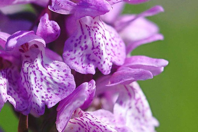 Orchideen &#8211; hier die Blte einer...1; sind wieder zum Diebesgut geworden.  | Foto: Clausphilipp Carstens