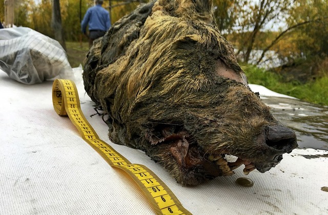 Das Maband zeigt die enorme Gre des Wolfkopfs.  | Foto: Albert Protopopov (dpa)