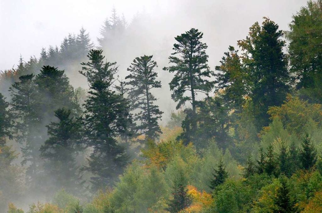 Vom Klimaretter zum Klimaopfer? Viele ...n sehen den heimischen Wald in Gefahr.  | Foto: Rolf Haid