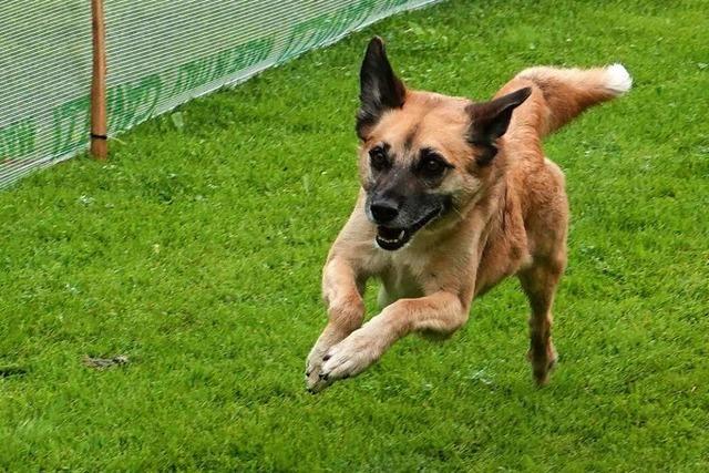 Mit Leckerli und Lockrufen ins Ziel ging’s beim Hunderennen in Langenau