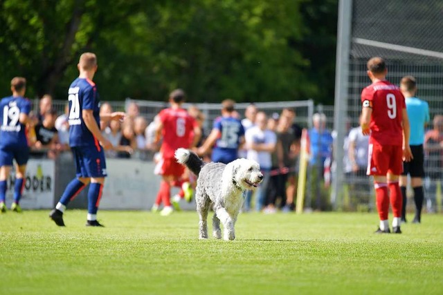 Bonny, Hund des Vorsitzenden des Freib...cques Suhas, inmitten des Spielfeldes.  | Foto: Achim Keller