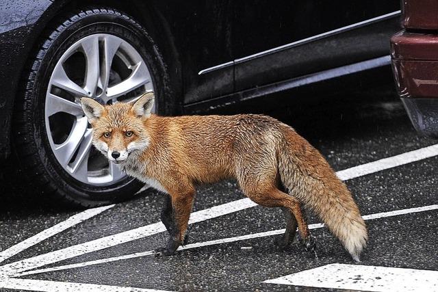 Der Fuchs schleicht sich in die Stadt