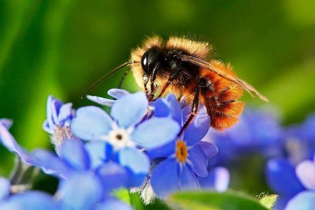 Verband vergibt kostenfreies Saatgut fr die Anlage kleiner Wildbienen-Wiesen