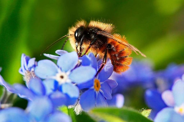 Die Bienenarten sind whlerisch: Viele...sede fr ihre Nachkommen (Symbolbild).  | Foto: Stephanie Pilick