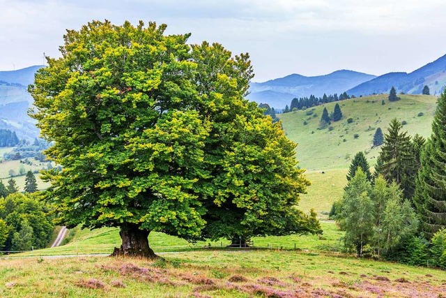 Eine prchtige Weidbuche im Biosphrengebiet Schwarzwald.  | Foto: Sebastian Schrder-Esch