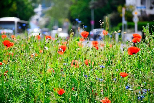 Bunte Blumenwiesen sind gut fr Insekten, aber auch fr das Klima in Stdten.  | Foto: Barbara Ruda