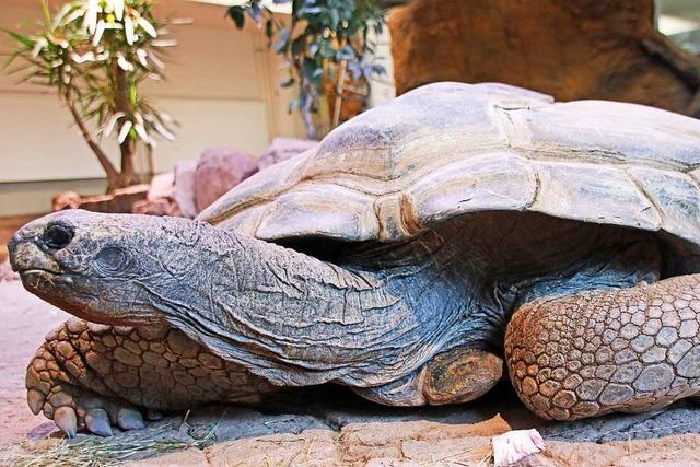 Riesenschildkrte Flunder im Karlsruher Zoo gestorben