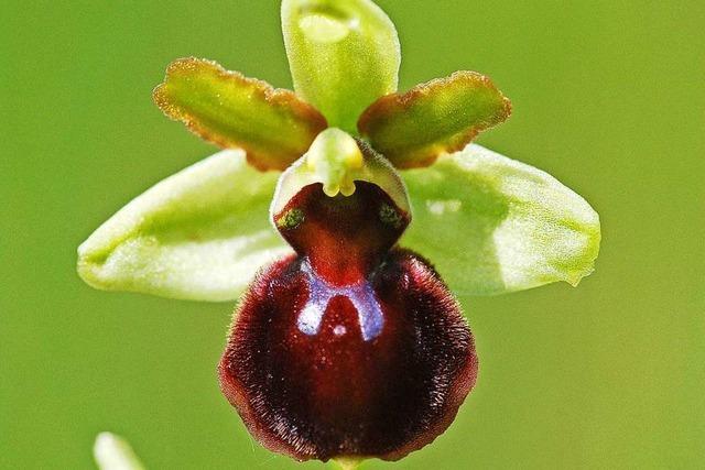 Keine der Spuren im Fall der verschwundenen Orchideen führt zu Menschen