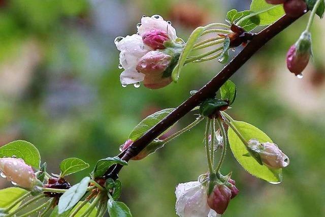 Regen im Frhling