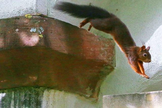 Sportliches Eichhrnchen auf dem Alten Friedhof