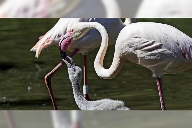 Flamingos im Kindergarten