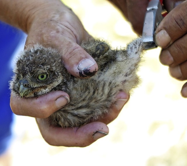 Mit dem Ring der Vogelwarte weltweit i...ahrgangs 2019 aus dem Markgrflerland   | Foto: Dorothee Philipp