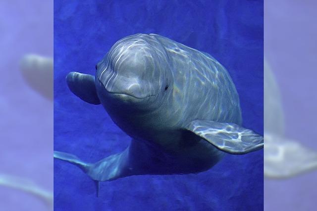 Belugas nach Island gebracht