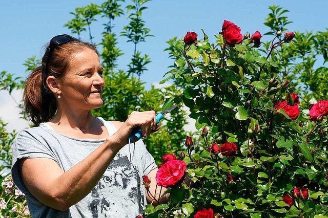 Die Rosen in ihrem Garten in der Anlag...acker sind Sabine Kriegs ganzer Stolz.  | Foto: Thomas Kunz