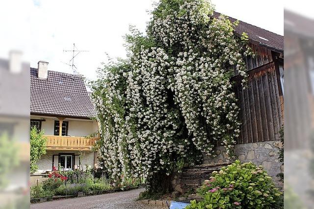 BLTENLESE: Bienen lieben Rosennektar