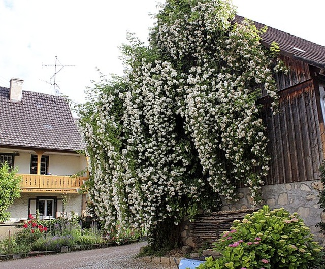 ppig blht die Ramblerrose an der Scheune von Franz Blender in Egringen.   | Foto: Victoria Langelott