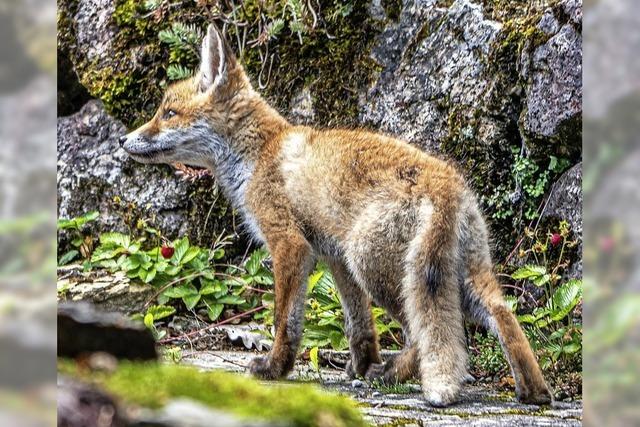 Jungfchse im Mnstertal