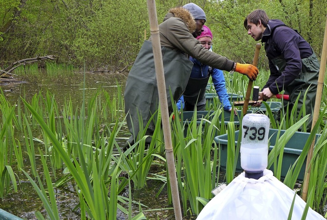 Ist Die Schnakenbekampfung Mit Bioziden Am Oberrhein Tatsachlich