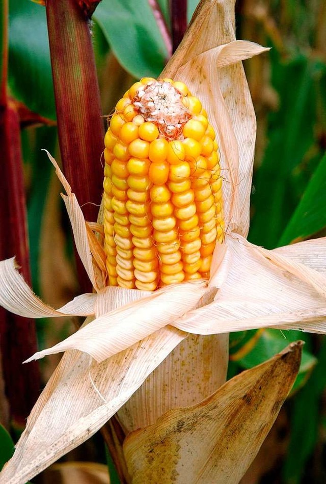Landwirte mssen weniger Mais anbauen.  | Foto: Patrick Pleul