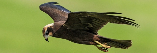 Eine weibliche Rohrweihe im typischen Beuteflug dicht ber dem Boden.    | Foto:  Manfred Stber