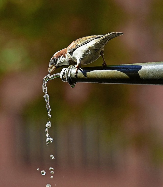 Bei der Hitze in den nchsten Tagen brauchen nicht nur Menschen viel Wasser.   | Foto: Ingo Schneider