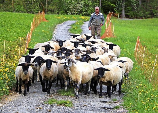 Ernst Brendle treibt die Schafe in den...olkraben oder Fchsen ausgesetzt sind.  | Foto: Martha Weishaar