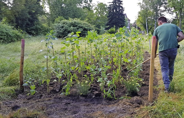 Ein Beet aus Sonnenblumen, Borretsch u...in Stck der groen Wiese umgestaltet.  | Foto: Gerhard Walser