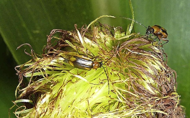 Maiswurzelbohrer auf einer Maispflanze   | Foto: Imgraben