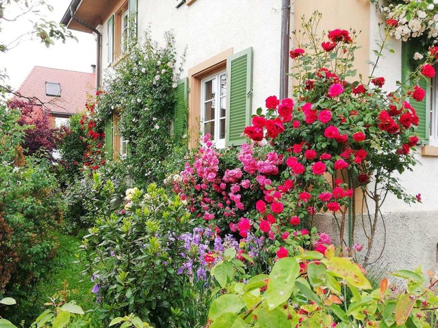 In Schopfheim &#8211; vor allem in der... Zeit prchtige Rosenstcke bewundern.  | Foto: Scholz