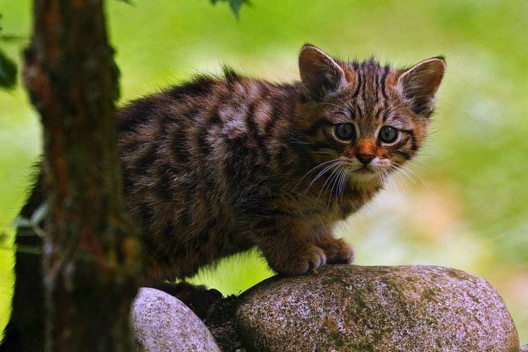 Im Kleinbasler Tierpark Gibt Es Zur Zeit Viele Jungtiere Basel Badische Zeitung