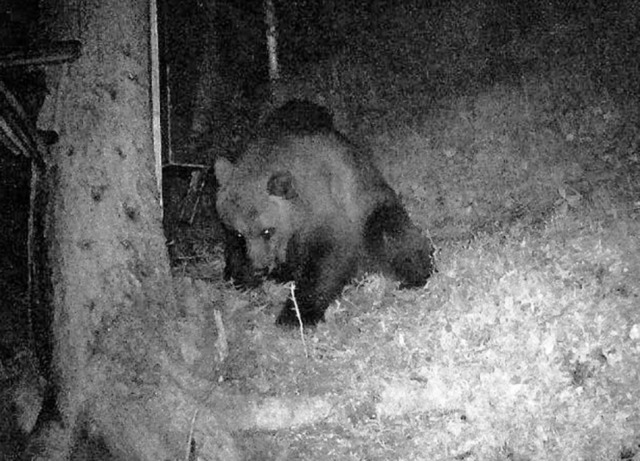 Eine Wildkamera hat bei Reutte dieses Bild aufgenommen.   | Foto: - (dpa)