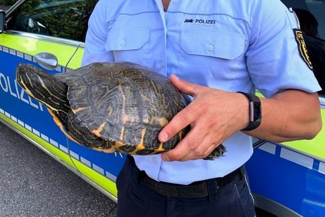 Polizei nimmt groe Schildkrte in Gewahrsam