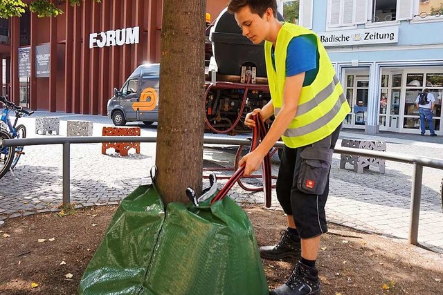 Ein Mitarbeiter der Stadt Lahr bringt ...e Treegators an Bumen an. Archivbild.  | Foto: Klaus Schweizer