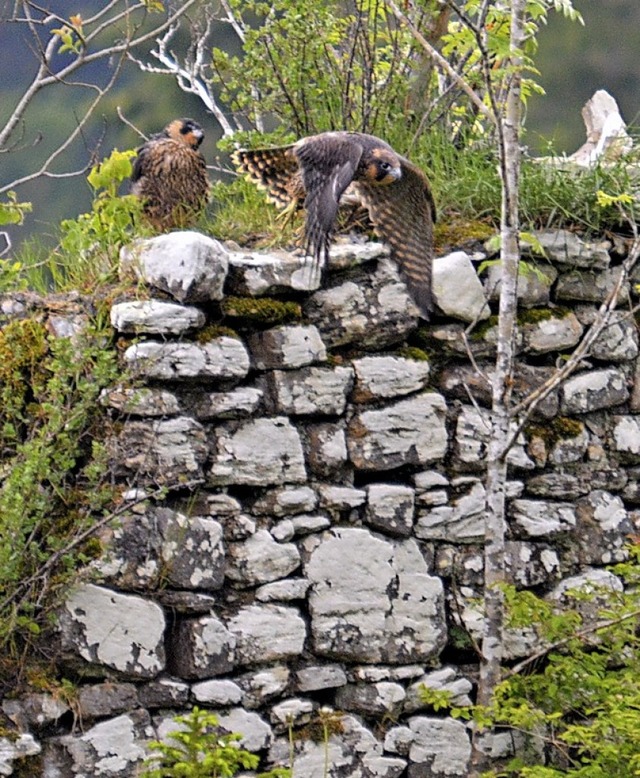 Drei junge Wanderfalken verlieen ihre... der Ruine Steinegg bereits Ende  Mai.  | Foto: Friedbert Zapf